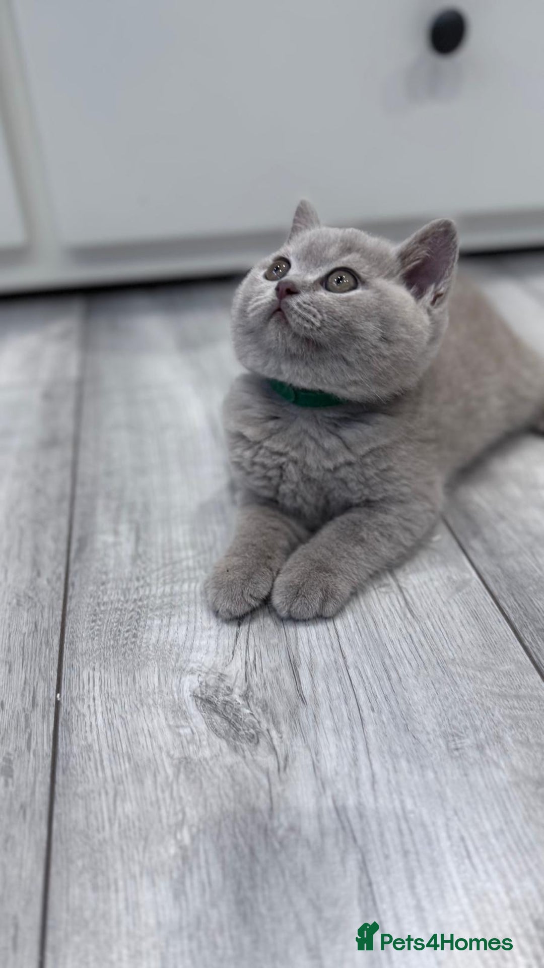 British Shorthair cats for sale: 4 British shorthair kittens  - Image 6