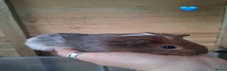Guinea Pig rodents for sale: 10 Baby boy guinea pigs for sale - Advert 9