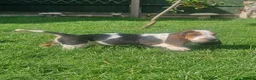 Basset Hound dogs for sale: Beautiful Basset Hounds Ready now - Advert 8