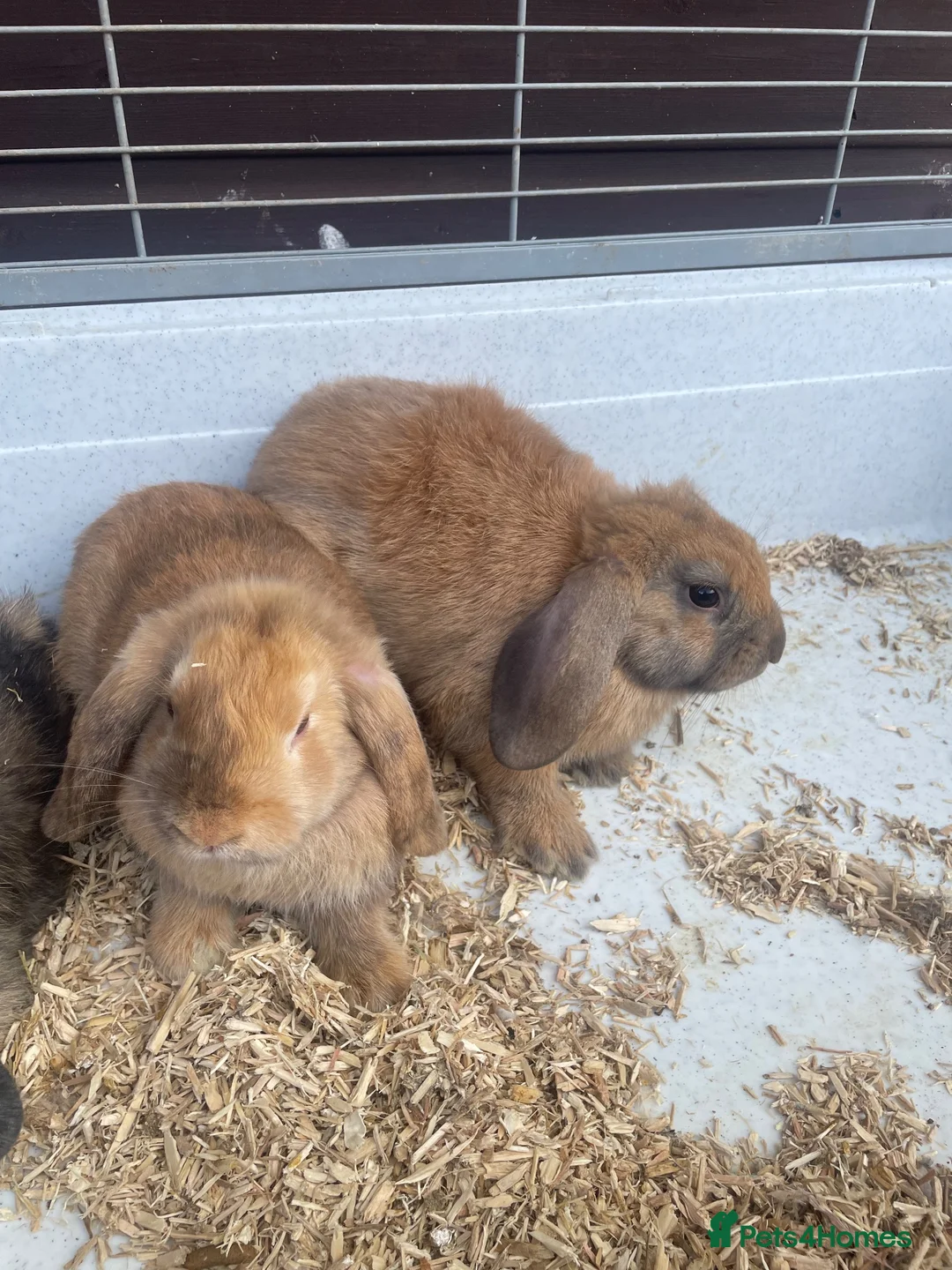 Mini Lop rabbits for sale: Beautiful Mini Lop Bunnies  - Advert 11