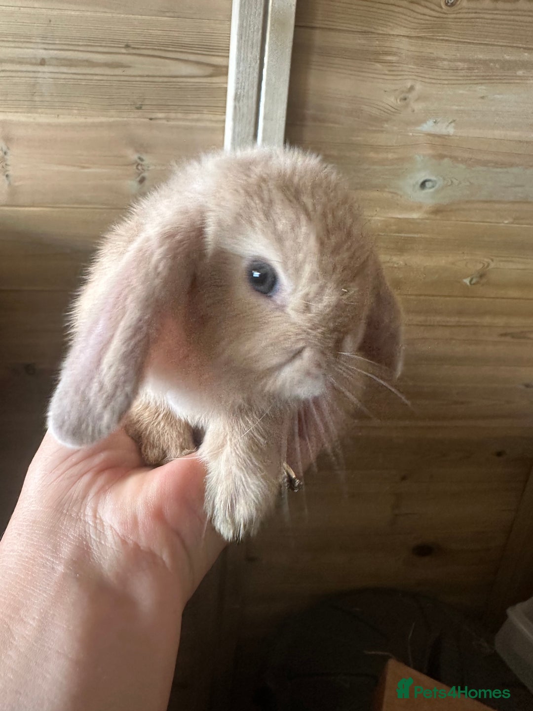 Mini Lop rabbits for sale: Sweet Baby Mini lops . - Image 8