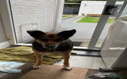 Mixed Breed dogs for adoption: Meet Lima, currently residing in North Wales - Image 3