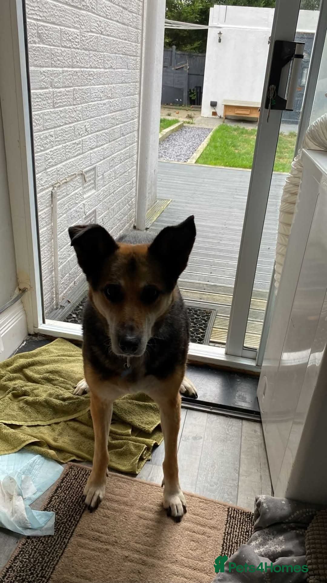 Mixed Breed dogs for adoption: Meet Lima, currently residing in North Wales - Image 3