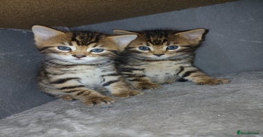 Mixed Breed cats Beutyful bengal babies wisbech 🐈😻 - Advert 11