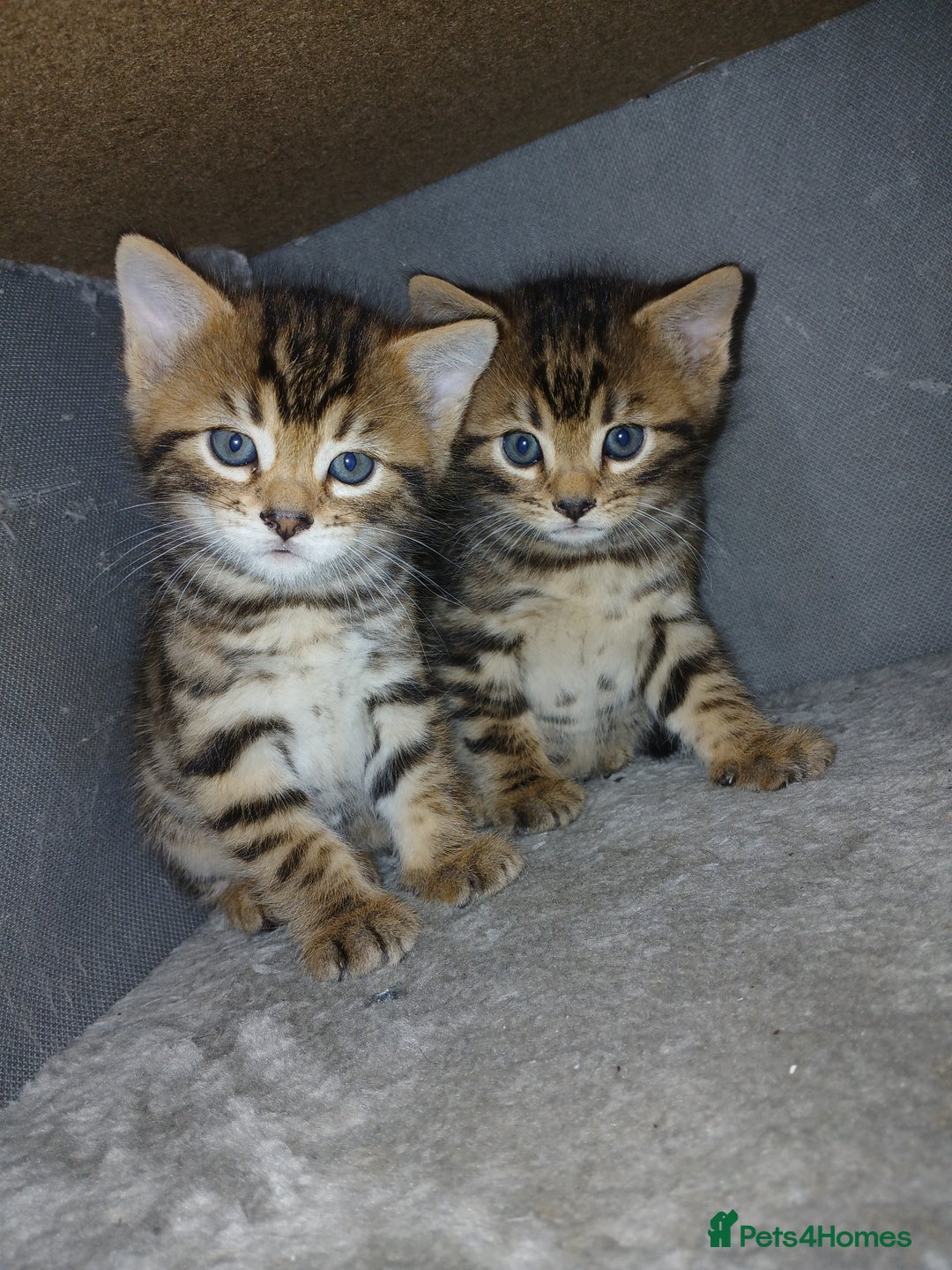 Mixed Breed cats for sale: Beutyful bengal babies wisbech 🐈😻 - Advert 25