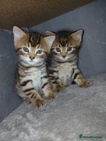 Mixed Breed cats Beutyful bengal babies wisbech 🐈😻 - Advert 11