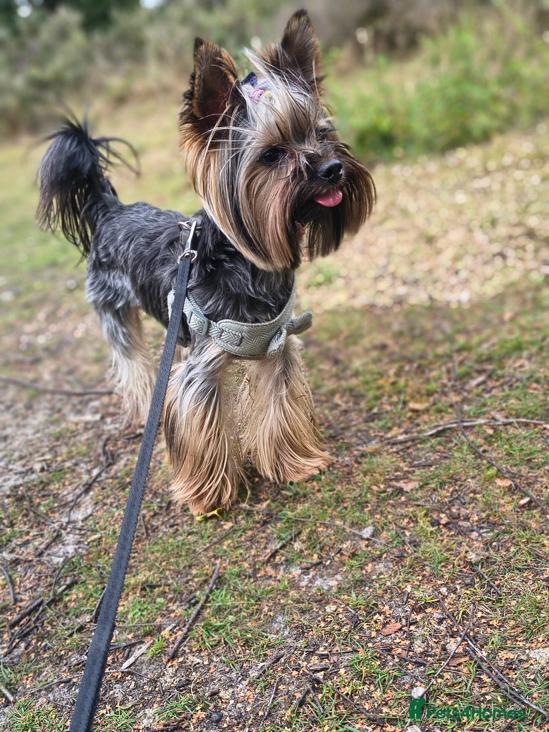 Yorkshire Terrier dogs for stud: MINI YORKSHIRE TERRIER FOR STUD - Image 4