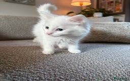 Mixed Breed cats for sale: Kitten for sale  - Image 4