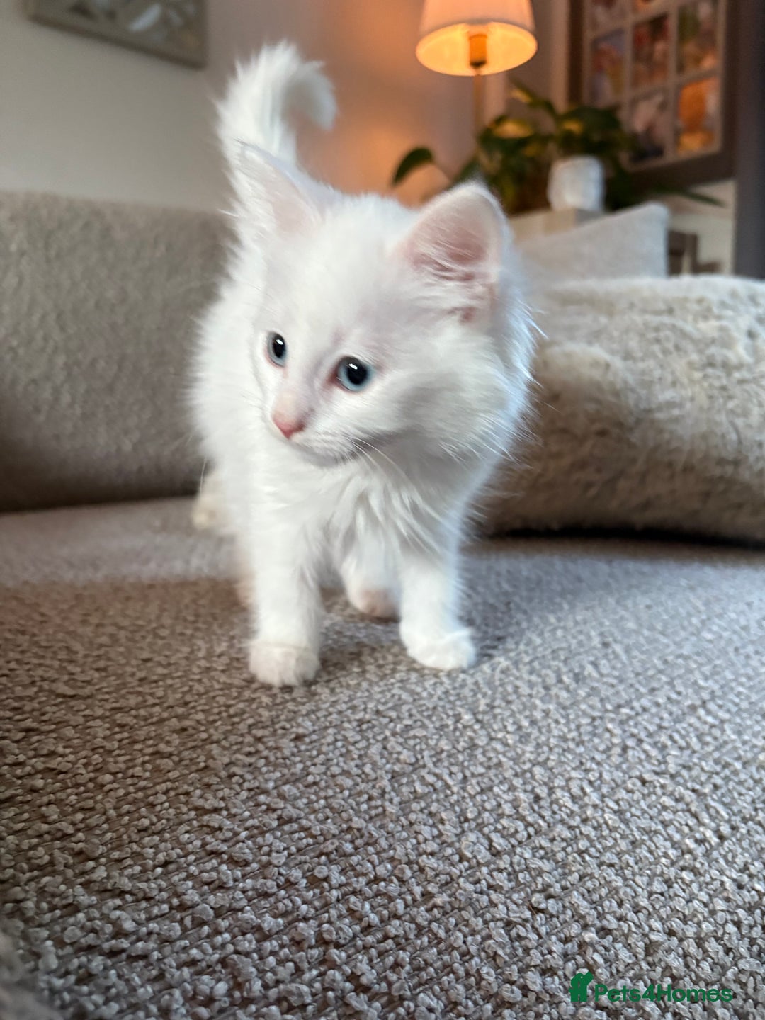 Mixed Breed cats for sale: Kitten for sale  - Image 4