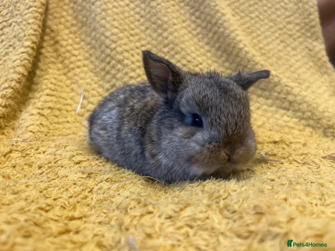 Mini Lop rabbits for sale: Mini lops  and mini double maned lionheads  - Advert 19