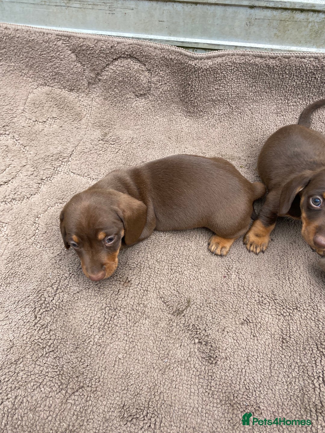 Dachshund dogs for sale: Dachshund  - Image 11