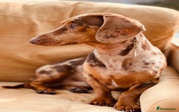Dachshund dogs for stud: Extremely Handsome Dapple Dachshund - Advert 7