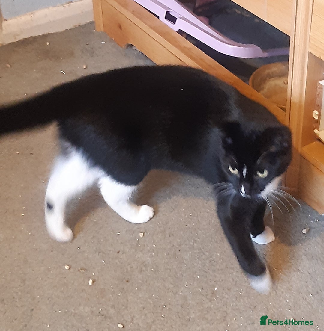 Mixed Breed cats for adoption: Sweet kitten Jet needs a home in Potters Bar - Image 1