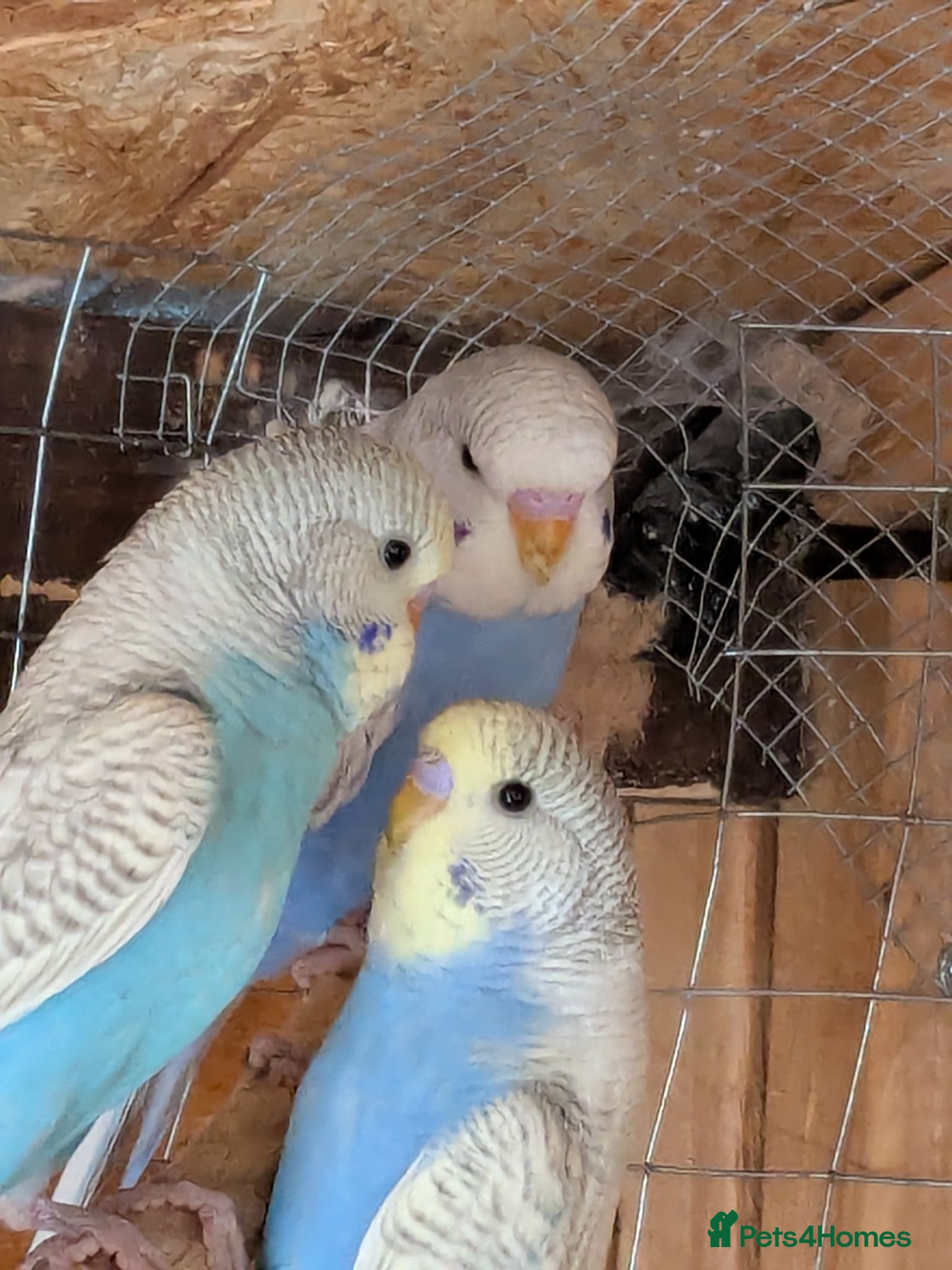 Budgerigars birds Young budgie - Advert 2