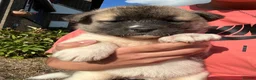 Akita dogs for sale: Akita puppy’s  - Advert 18