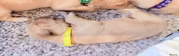 Golden Retriever dogs for sale: Golden Retriever Puppies - Advert 2