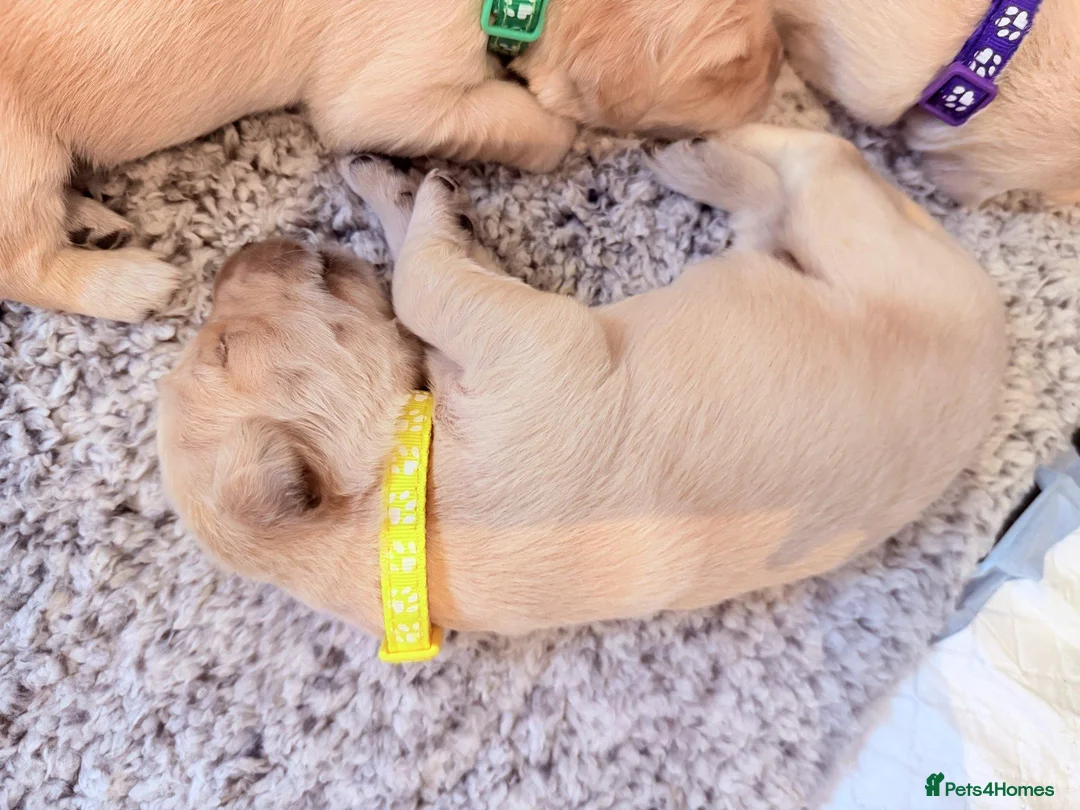 Golden Retriever dogs for sale: Golden Retriever Puppies - Advert 2