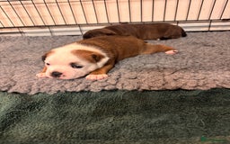 Staffordshire Bull Terrier dogs for sale: KC Staffordshire Bull Terrier - Image 1