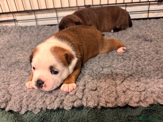 Staffordshire Bull Terrier dogs - Advert 4