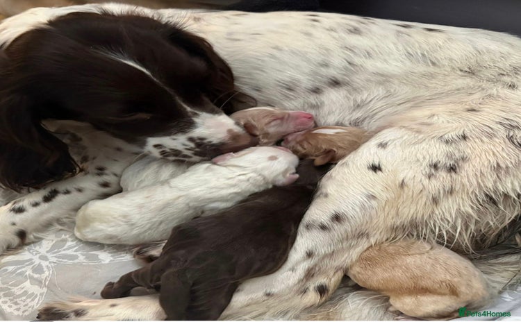 Cocker Spaniel dogs - Advert 1