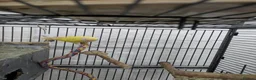 Lovebirds birds for sale: 2 Fischer lovebirds yellow and green  - Advert 4