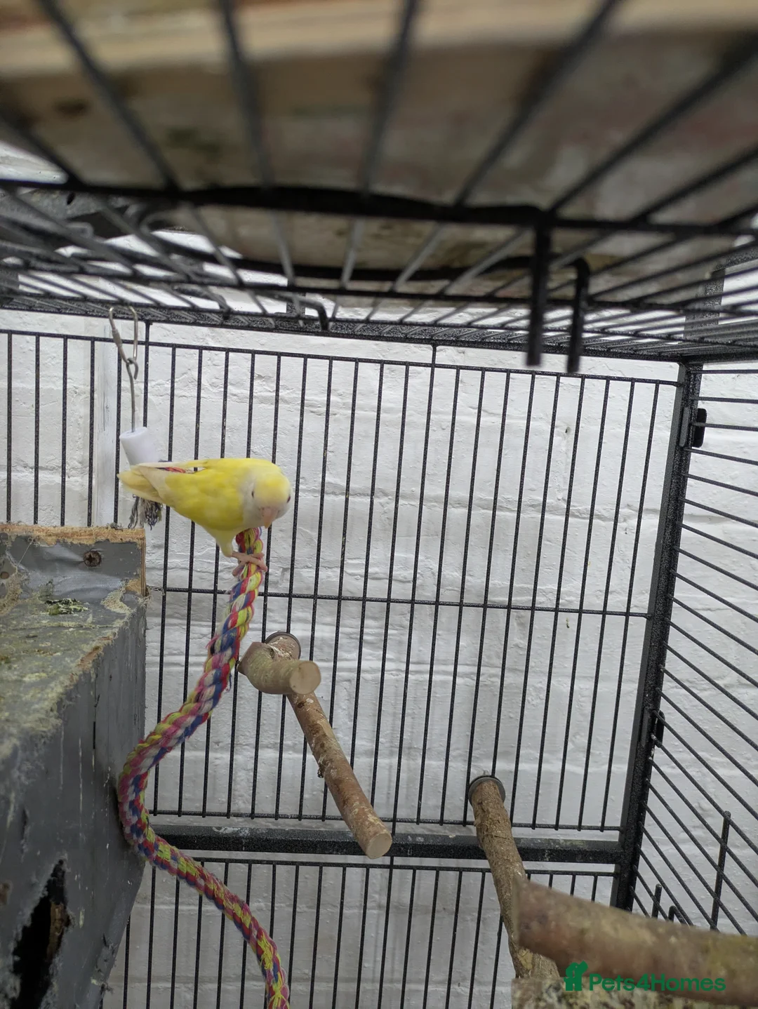 Lovebirds birds for sale: 2 Fischer lovebirds yellow and green  - Advert 4
