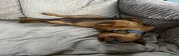 Labrador Retriever dogs for sale: Red fox lab puppy  - Advert 13