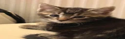 Domestic Shorthair cats for sale: Kittens for sale  in Nottingham - Advert 4
