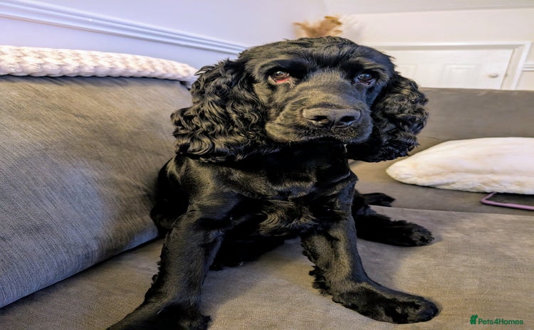 Cocker Spaniel dogs for stud - Advert 1