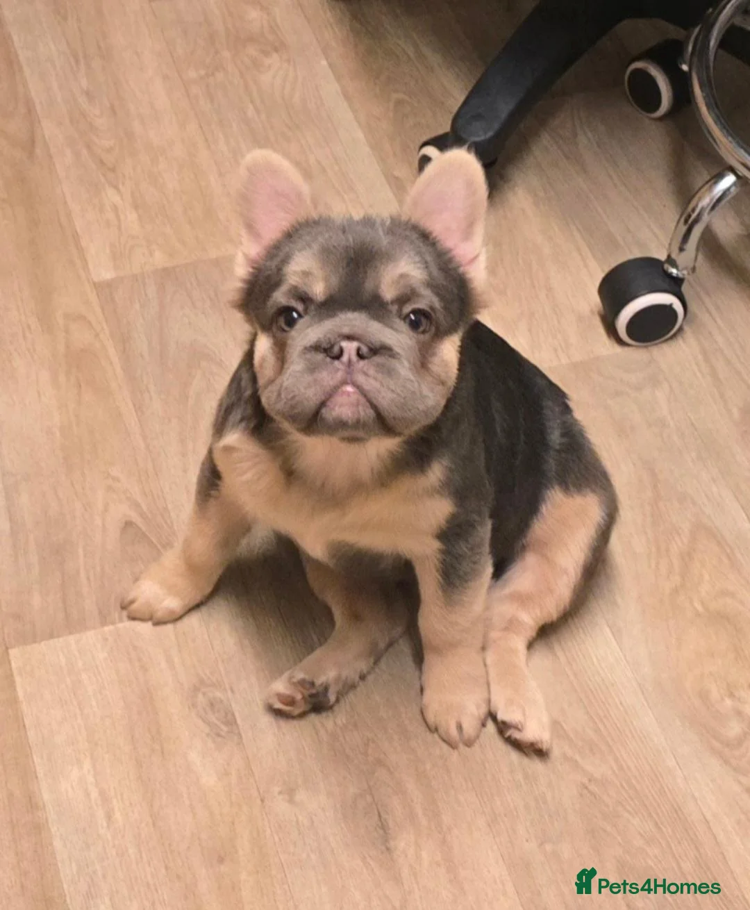 French Bulldog dogs for sale: 1 year old in Wetherby - Advert 4