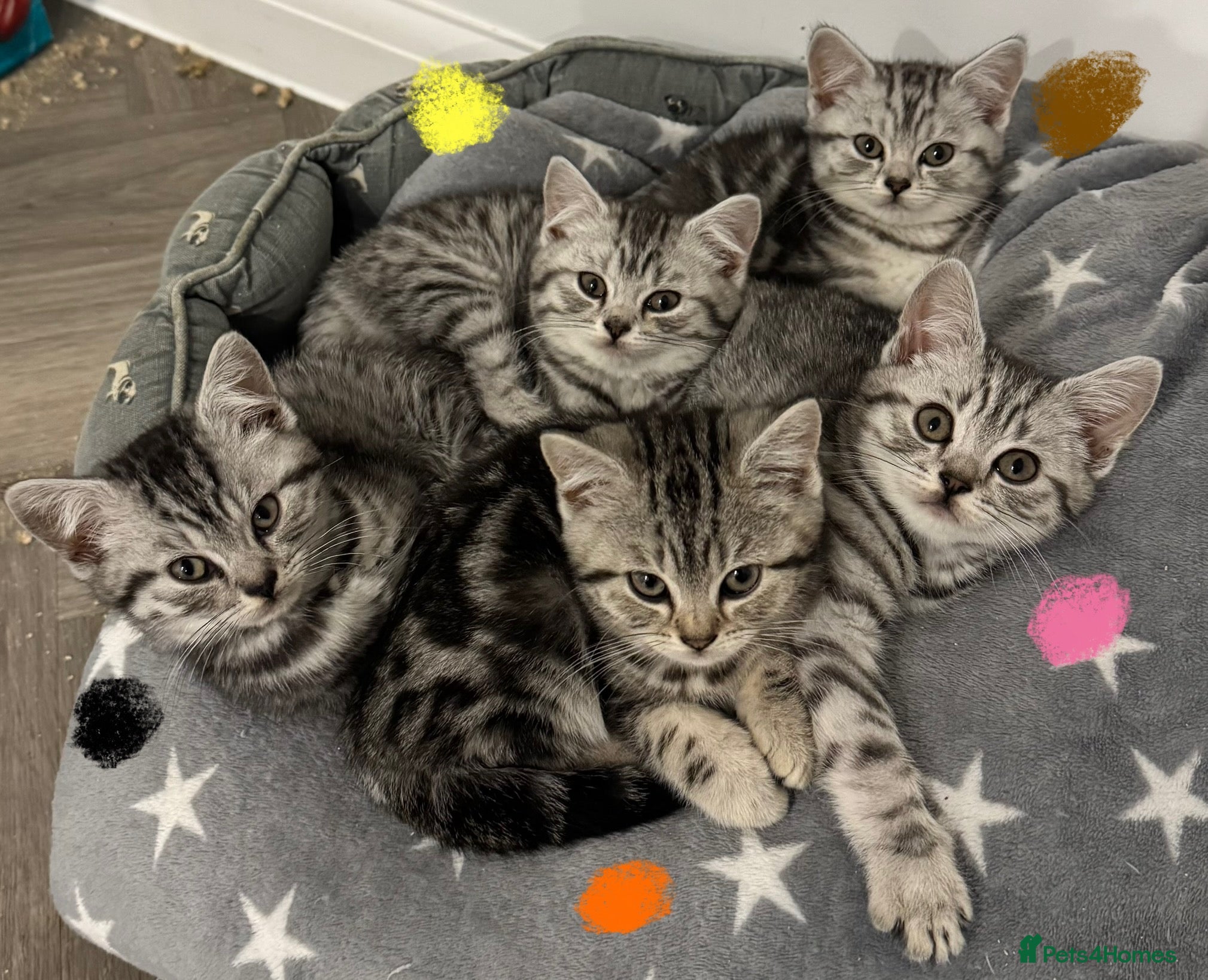 British Shorthair cats GCCF REGISTERED SILVER TABBY & SPOTTED BSH KITTENS - Advert 2