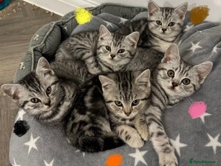 British Shorthair cats GCCF REGISTERED SILVER TABBY & SPOTTED BSH KITTENS - Advert 2