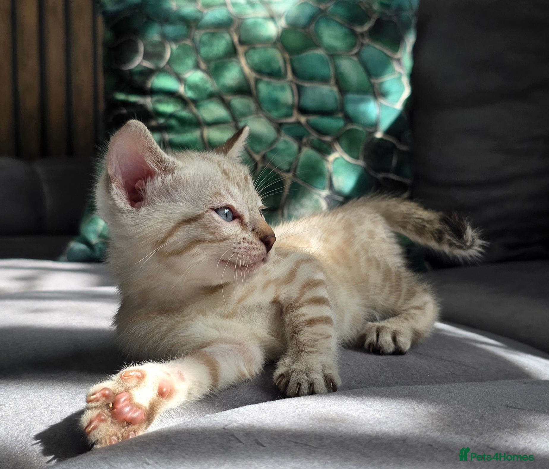 Bengal cats 🔥3 Seal lynx and brown bengal kittens left🔥 - Advert 15