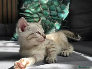 Bengal cats 🔥3 Seal lynx and brown bengal kittens left🔥 - Advert 15