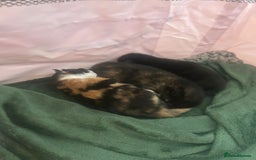 Domestic Shorthair cats for sale: Beautiful kittens ❤️ - Image 5