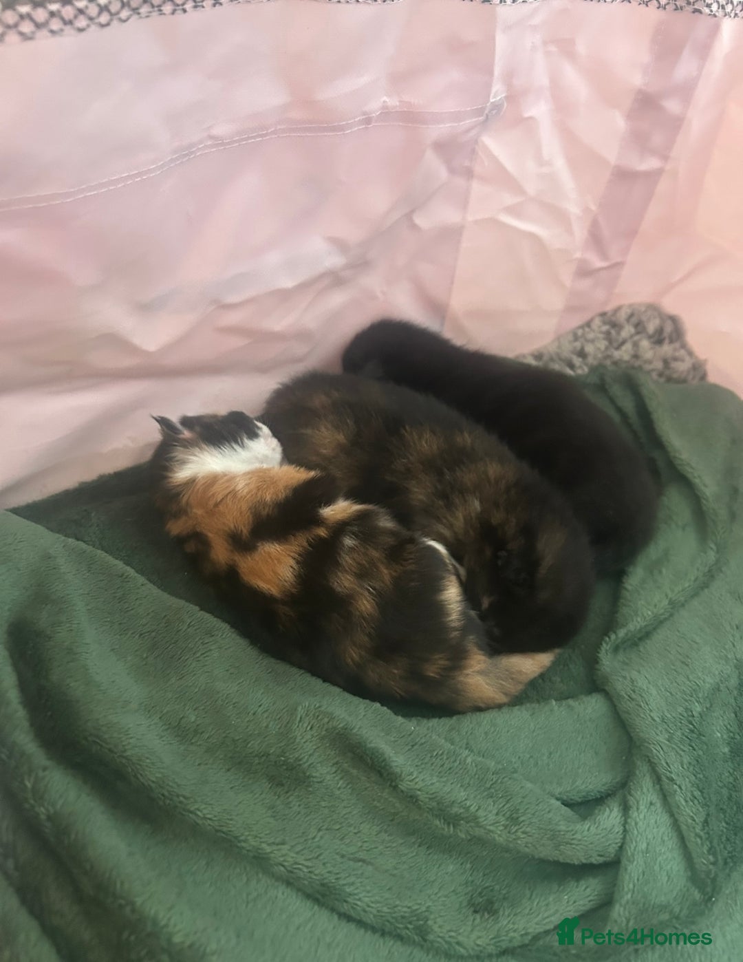 Domestic Shorthair cats for sale: Beautiful kittens ❤️ - Image 5
