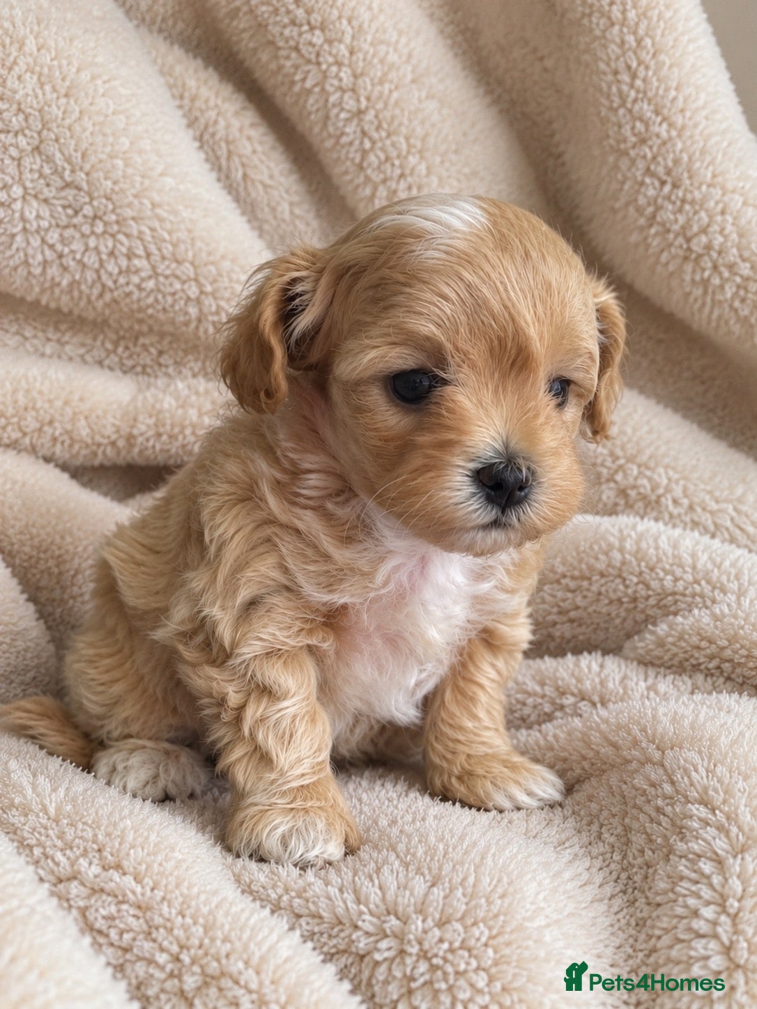 Maltipoo dogs Beautiful Tiny Maltipoo Puppies  - Advert 21