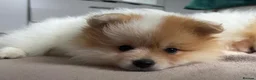 Pomeranian dogs for sale: READY TO LEAVE !! - Advert 5