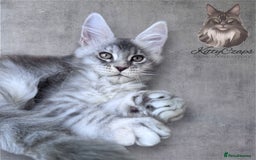 Maine Coon cats for sale: 🌟🌟Beautiful Maine Coon kittens 🌟🌟 - Image 4