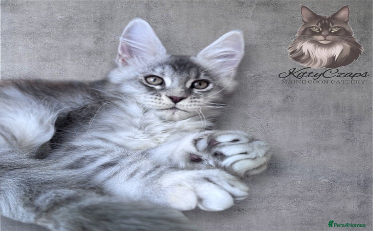 Maine Coon cats - Advert 2