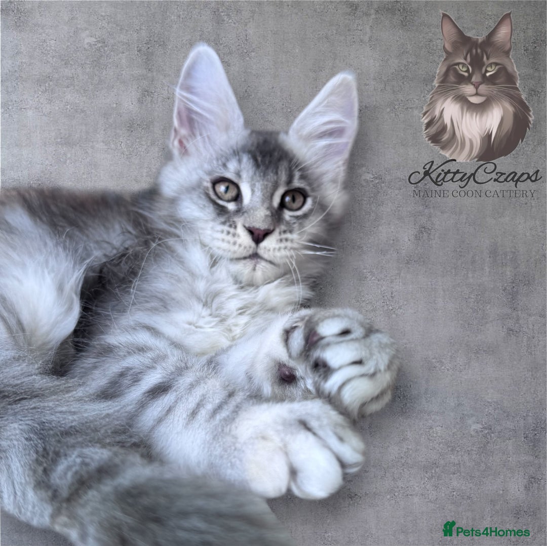 Maine Coon cats for sale: 🌟🌟Beautiful Maine Coon kittens 🌟🌟 - Image 4
