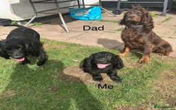 Cocker Spaniel dogs for sale: Male working cocker spaniel puppy kc reg - Image 16