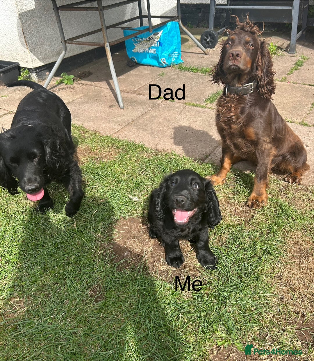 Cocker Spaniel dogs for sale: Male working cocker spaniel puppy kc reg - Image 16