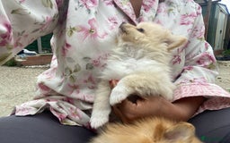Pomeranian dogs for sale: Beautiful Russian bloodline Pomeranian puppies - Image 21
