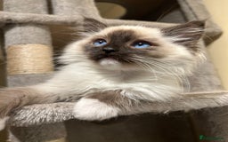 Ragdoll cats for sale: Ragdoll kittens one boy left seal mitted. - Advert 7