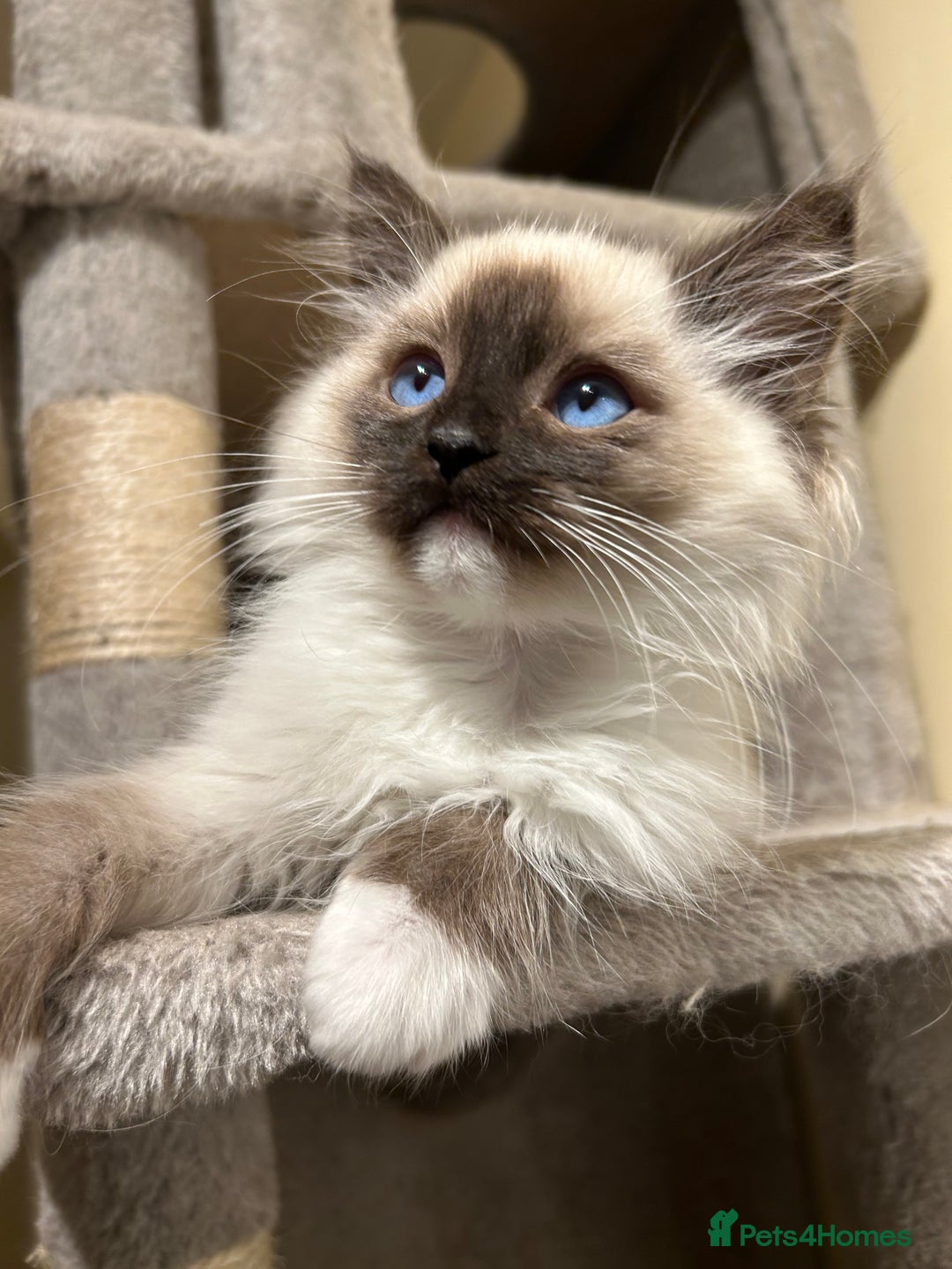 Ragdoll cats for sale: Ragdoll kittens one boy left seal mitted. - Advert 7