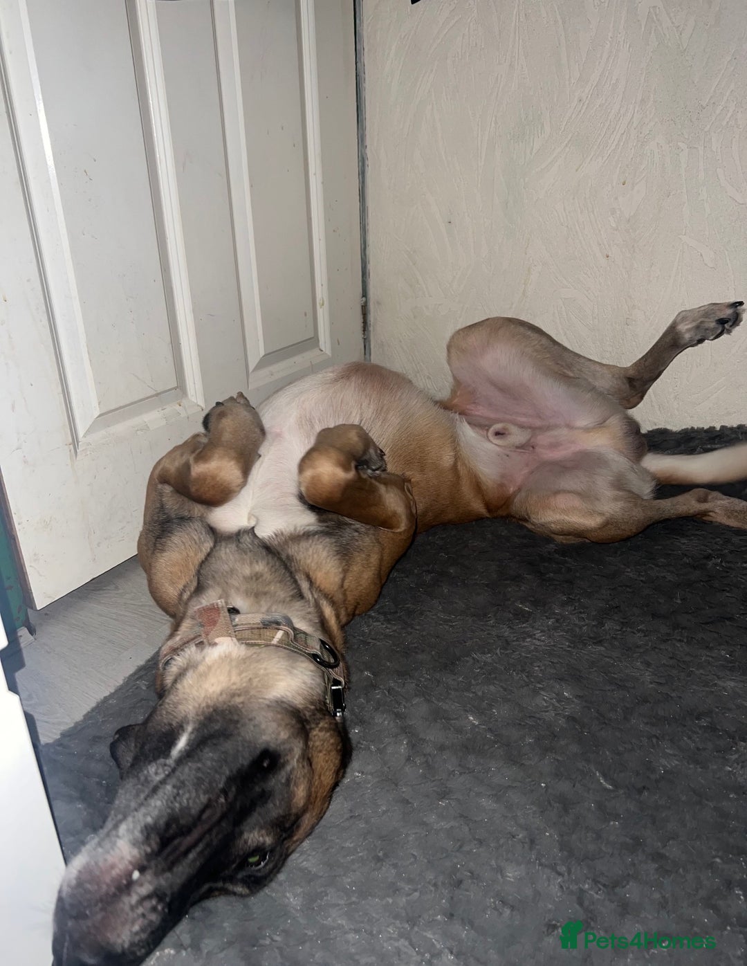 Mixed Breed dogs for sale: Zu - Belgian shepherd x Greyhound  - Advert 2