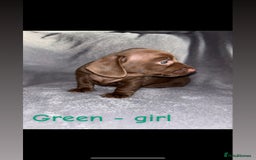 Miniature Dachshund dogs for sale: One male left. LAST PUP Miniature dachshund!  - Image 13