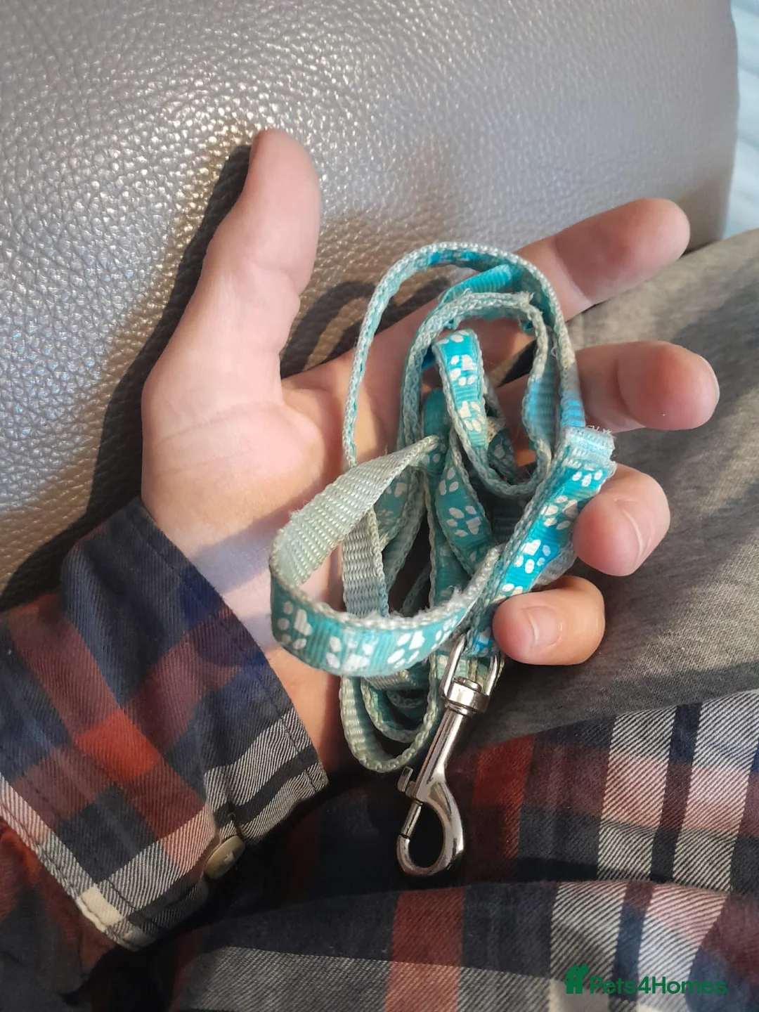 Miniature Dachshund dogs for sale: 4 beautiful miniture dachshunds. - Advert 19