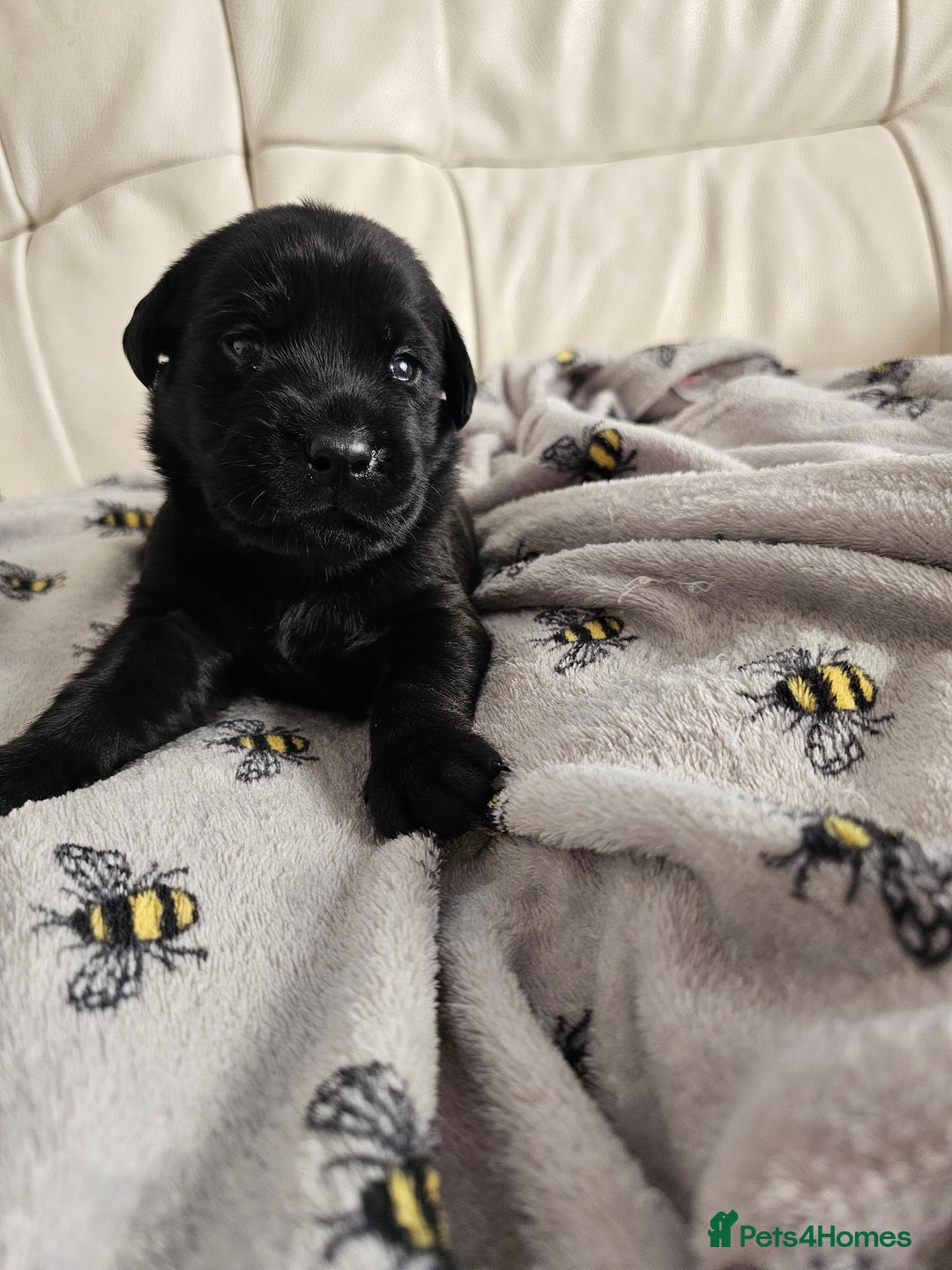 Labrador Retriever dogs for sale: Exceptional Labrador Retriever Puppies - Advert 6